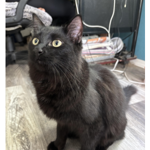 Image of Crow, Lost Cat