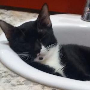 Lost Cat Moo moo
