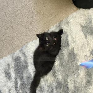 Lost Cat Olive