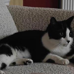 Lost Cat Charlie