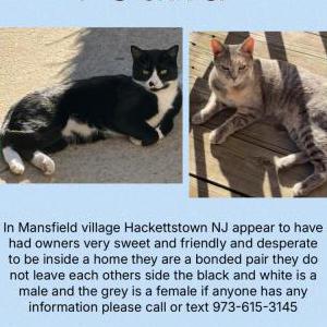 Image of Unknown, Found Cat