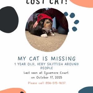 Lost Cat Reese