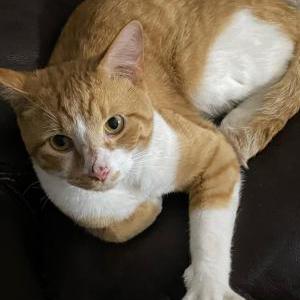 Found Cat unknown