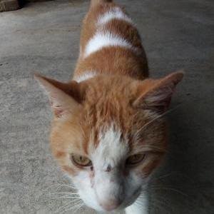 Lost Cat Theo
