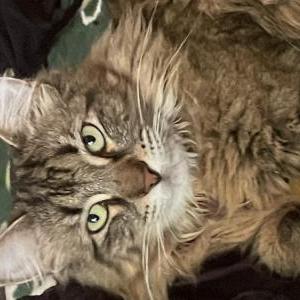 Lost Cat Joonia