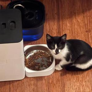 Lost Cat Oreo