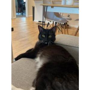 Image of Jonny, Lost Cat