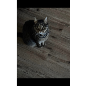 Lost Cat Stormie