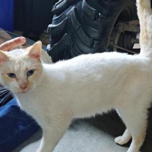 Found Cat Unknown