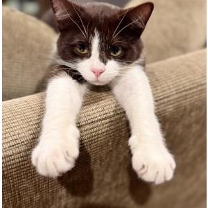 2nd Image of Jolene, Lost Cat