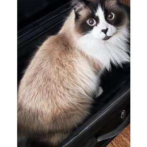 Lost Cat Mox
