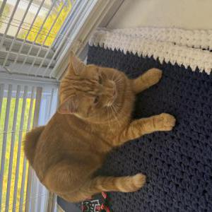Lost Cat Finley