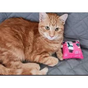 2nd Image of Finley, Lost Cat