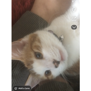 Image of Bella, Lost Cat