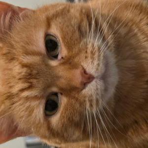 Lost Cat Ginger
