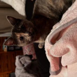 Image of Lotus, Lost Cat