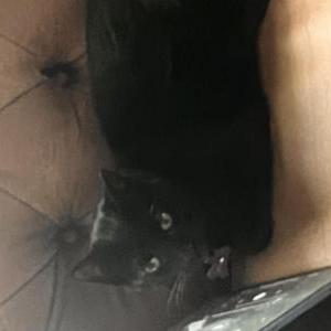 Image of Ani (Anakin), Lost Cat
