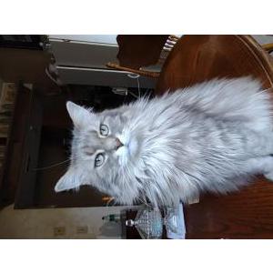 Image of Pita, Lost Cat