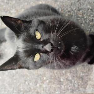Lost Cat Paradox (Perry)