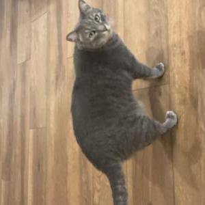 Lost Cat Grey