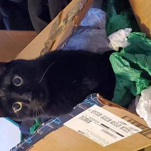 Lost Cat Dante