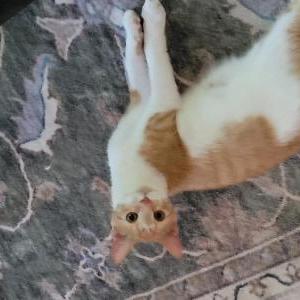 Image of Silas, Lost Cat