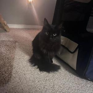 Found Cat unknown
