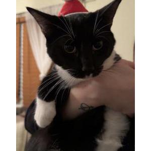 Lost Cat Soy