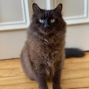 Image of Otis, Lost Cat