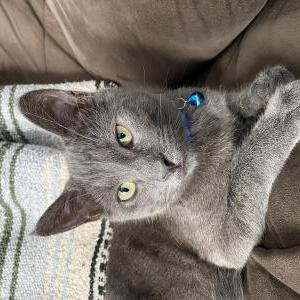 Image of Sebastian, Lost Cat