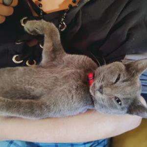 Lost Cat Ash Rose