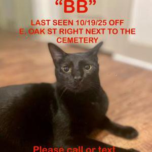 Lost Cat BB