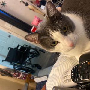 Image of Snoogie, Lost Cat