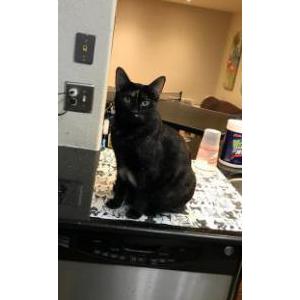 Lost Cat Dabby
