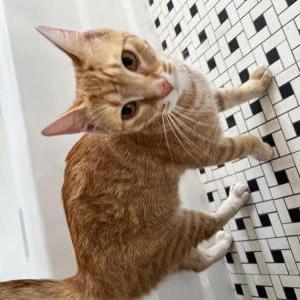 Found Cat Unknown
