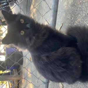 Lost Cat Oluso
