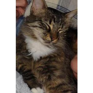 Lost Cat Chubbas