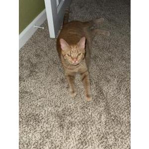 Image of Phineas, Lost Cat