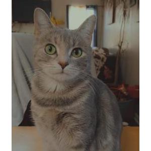 Lost Cat Bibi
