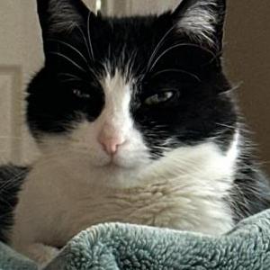 Lost Cat Macy
