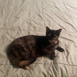 Lost Cat Unknown