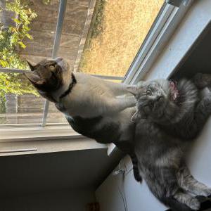 Image of Dexter, Lost Cat