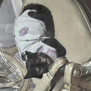 Lost Cat Summer