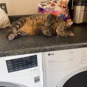 Image of Zipporah, Lost Cat