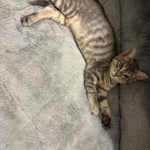 Image of Sai, Lost Cat