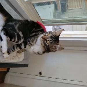 Image of William Carsley, Lost Cat
