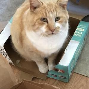 Lost Cat Zach