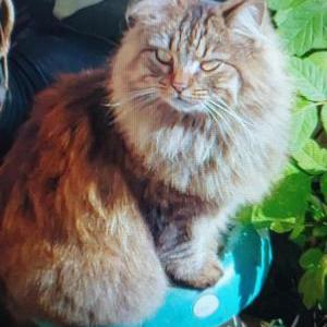 Lost Cat fluffy