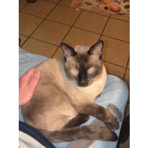Lost Cat Moomie