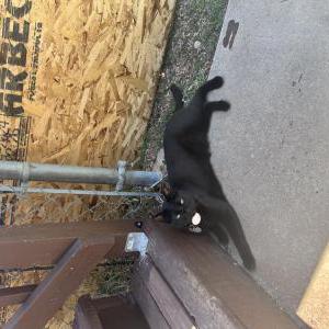 Lost Cat George